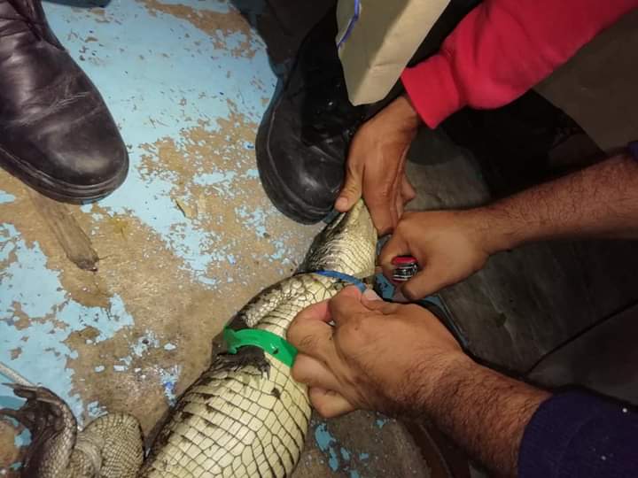 Rescatan a cocodrilo de morir atrapado en aro de plástico en Tampico. (Jesús García)