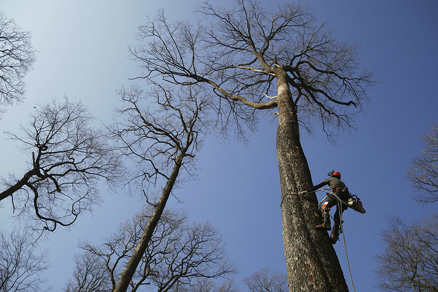 La tala la realizan trabajadores forestales especialistas de Francia. | AP