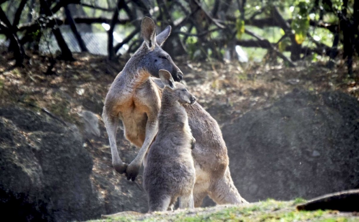 Los zoológicos capitalinos reabrieron sus puertas tras cierre por covid-19. | Cuartoscuro
