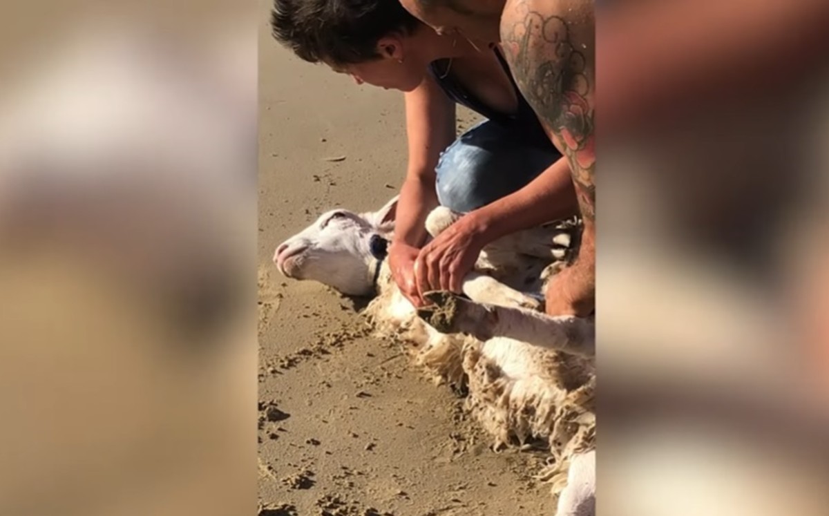 Hombre rescata a oveja atrapada en el océano (Captura/DPA).