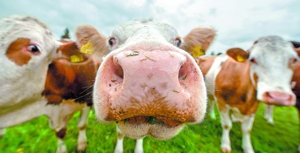 La producción de alimento emite grandes cantidades de gases de efecto invernadero. Lino Mirgeler/AFP
