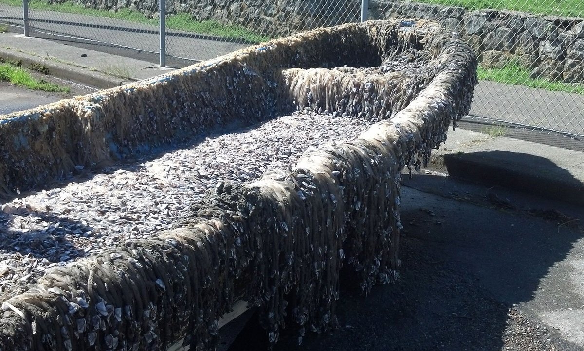 Bote Kamome, lleno de percebes. Foto: Condado Del Norte, @VisitDelNorte