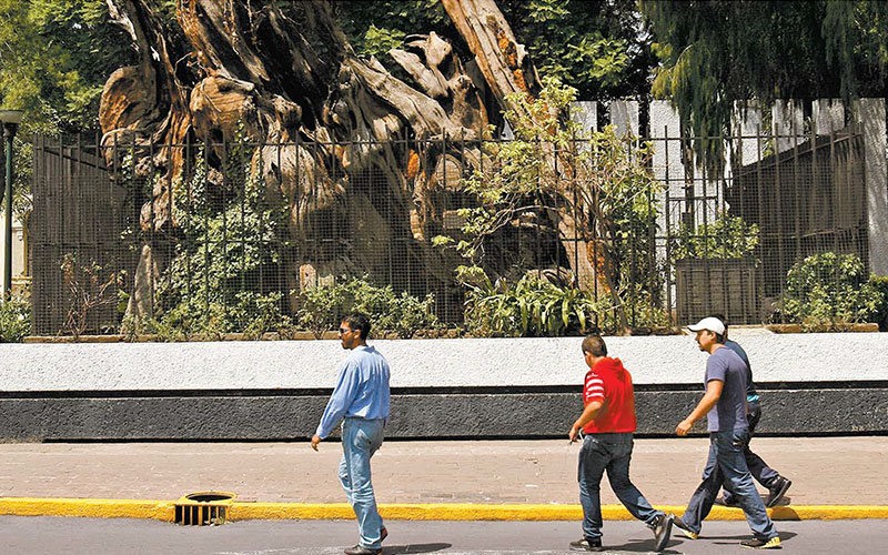 Al modificar su nombre al Árbol de la Noche Triste “se cambia la visión de la historia, no esta” refiere la cronista Ángeles González. (Octavio Hoyos)