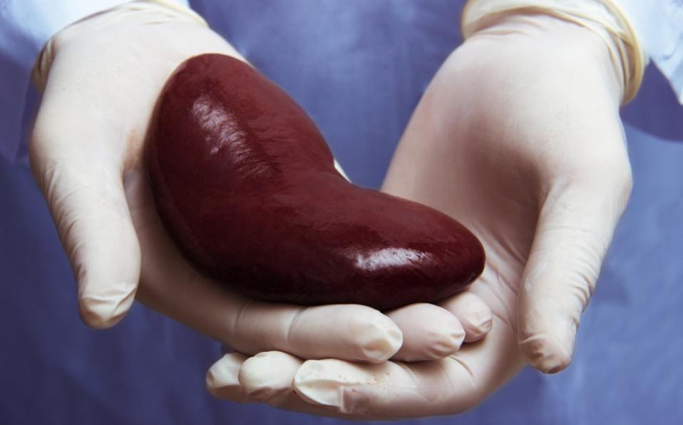 El riñón es uno de los órganos más vitales del cuerpo humano. (Archivo)