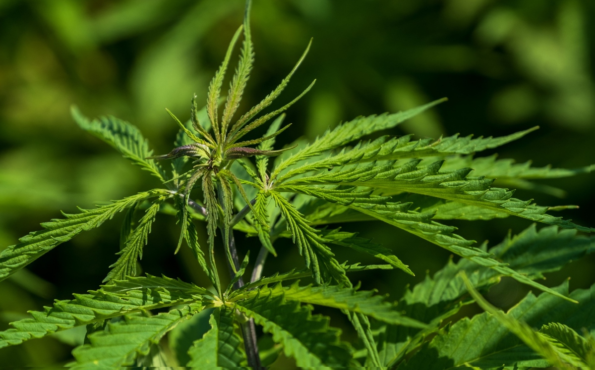 Señalaron que aún hay cosas que mejorar, pues no se eliminó la criminalización del consumidor. (Pixabay)