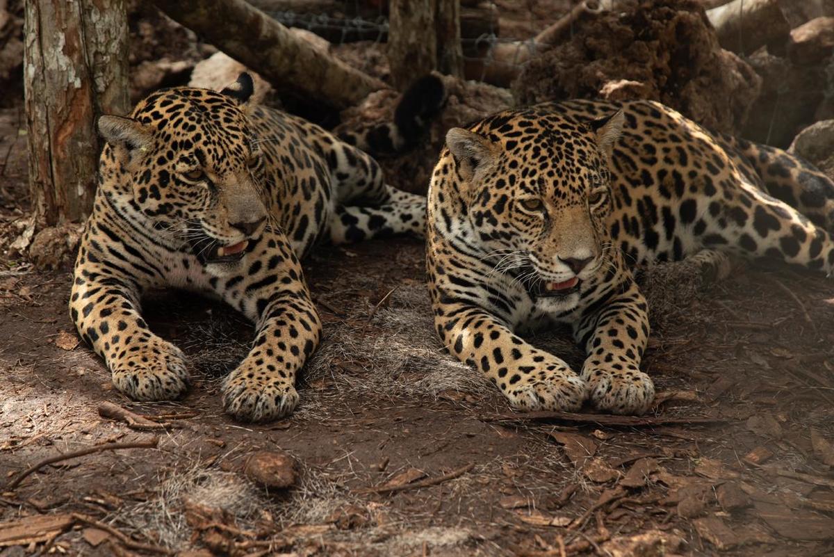 Con el rescate de las dos crías hace cuatro años, inició la operación del Programa GATO (Grupo de Atención Técnica Operativa) | @SEMARNAT_mx
