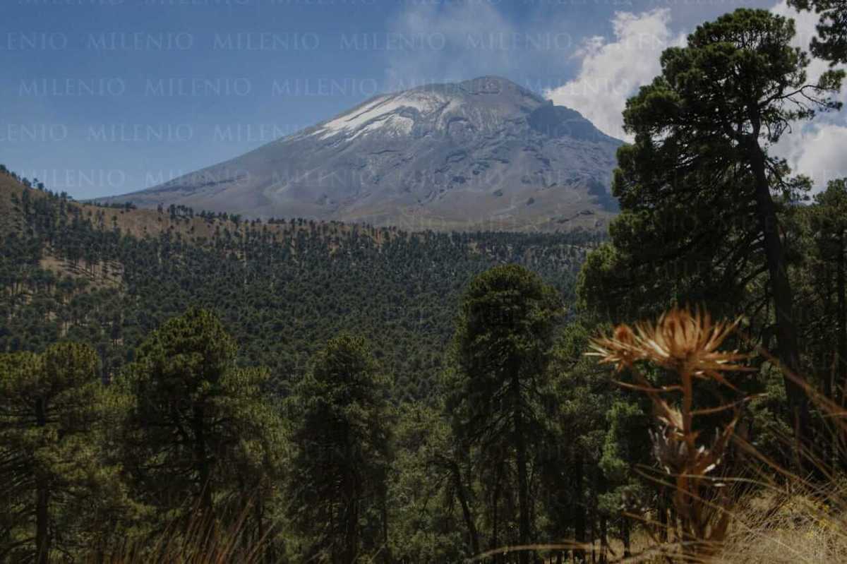 Una rosa de montaña se percibe frente al bosque y el Popocatépetl. (Andrés Lobato)
