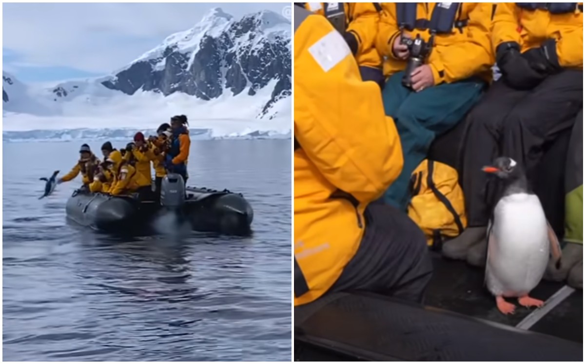 Pingüino salta a un bote de turistas y evita ser devorado por una orca (Captura).