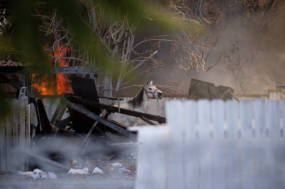 Un caballo quedó atrapado cerca de la zona de la explosión por fuegos artificiales. Foto: Watchara Phomicinda/AP
