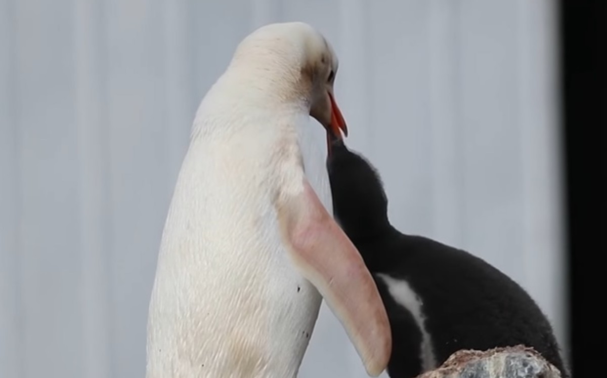 Un fotógrafo captura en imágenes a un extraño pingüino papúa de color blanco en la Antártida. (DPA)