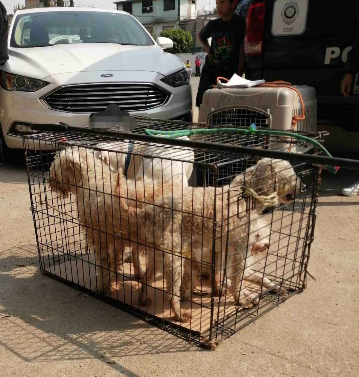 PAOT resguarda a 26 perritos que vivían en condiciones insalubres en Iztapalapa.| Especial.