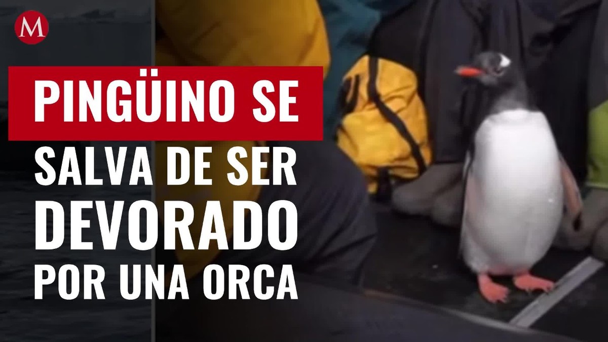 Pingüino salta a un bote de turistas y evita ser devorado por una orca; video se vuelve viral