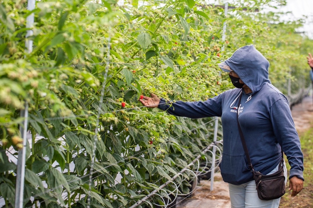 BerryMx es una empresa con vocación agrícola dedicada a la producción de berries | Instagram