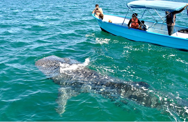 De enero a la fecha son alrededor de 60 ejemplares los que han llegado a la Bahía de La Paz. (Margarita Rojas)