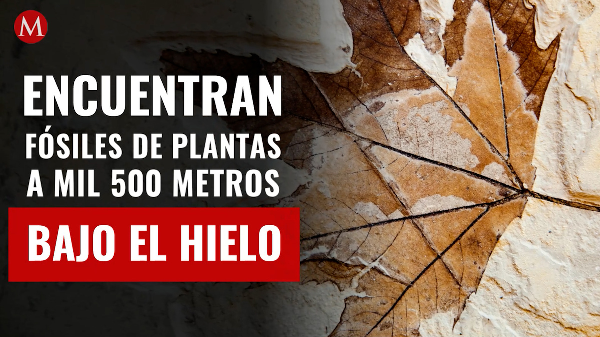 Groenlandia. Encuentran fósiles de plantas a mil 500 metros bajo hielo