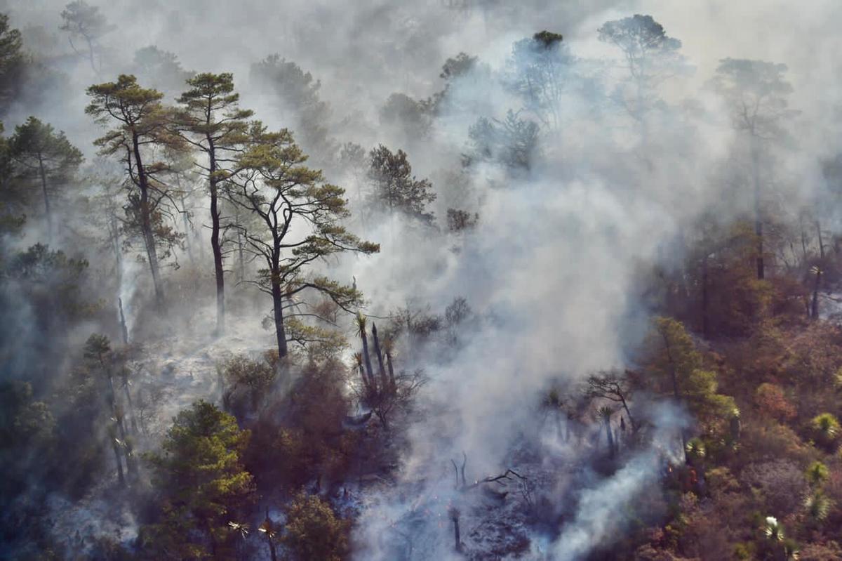 Incendio en La Pinalosa ubicada en la sierra de Arteaga, Coahuila. (Especial)