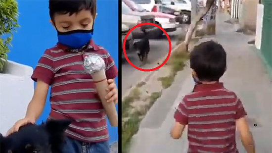 Tienen que tener casa: Niño se hace viral por entrevistar a perritos de la calle; da emotivo mensaje