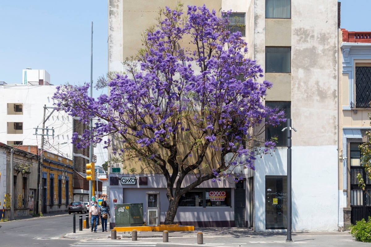 Una jacaranda luce esplendorosa en la esquina de la 13 sur y 11 poniente. (Andrés Lobato)