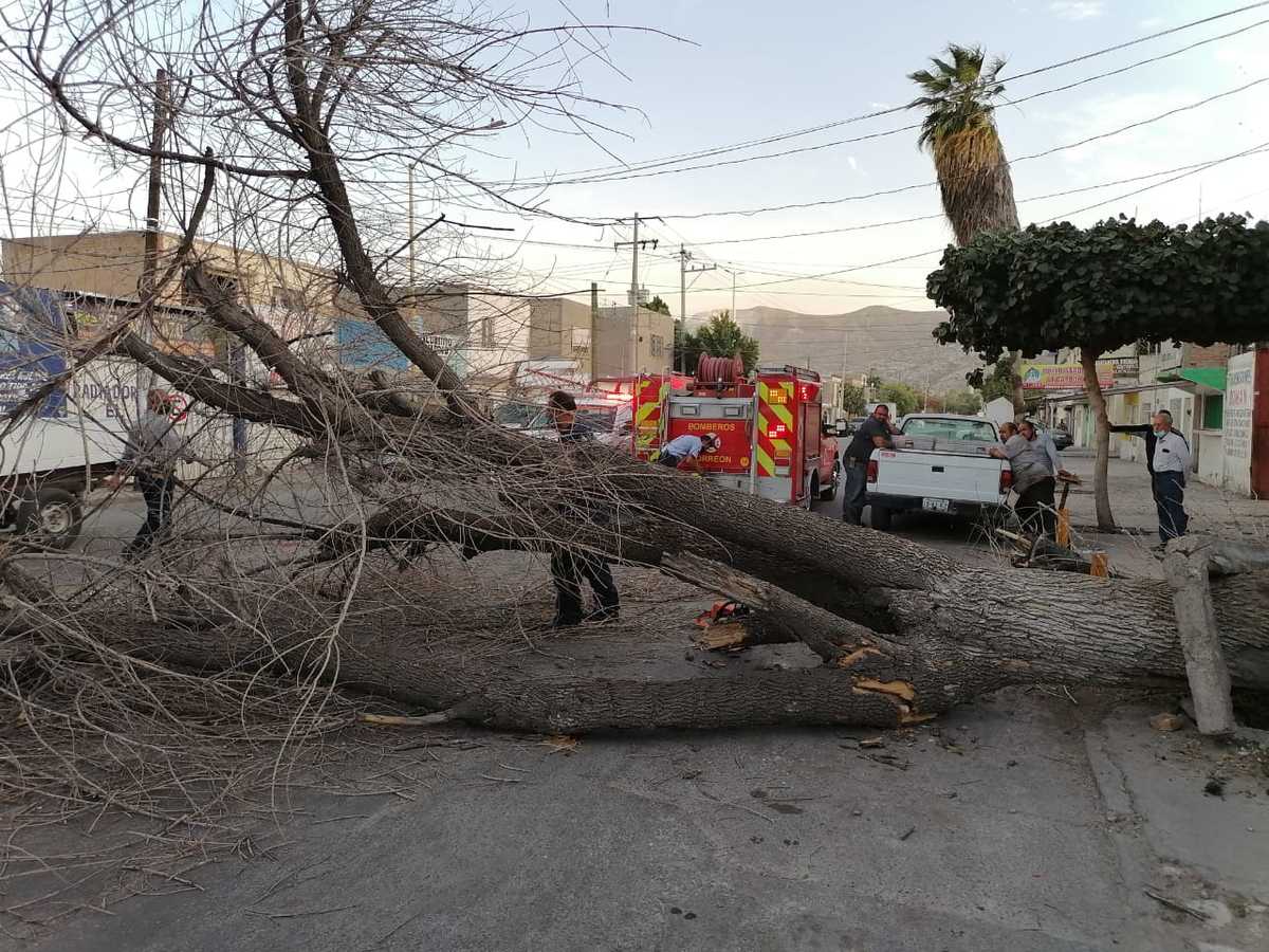 En Torreón se reportó un total de cinco árboles caídos. (Especial)