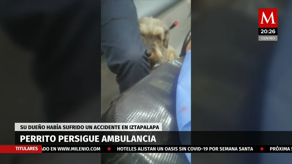 El perrito Juan persiguió la ambulancia en que era transportado su dueño tras sufrir un accidente