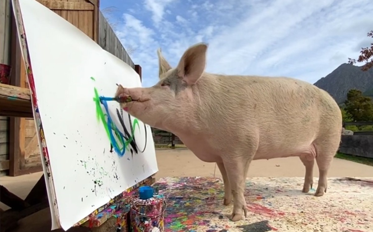 Pigcasso: este cerdito iba a morir en un matadero; lo salvaron y ahora es una estrella de la pintura. (DPA)
