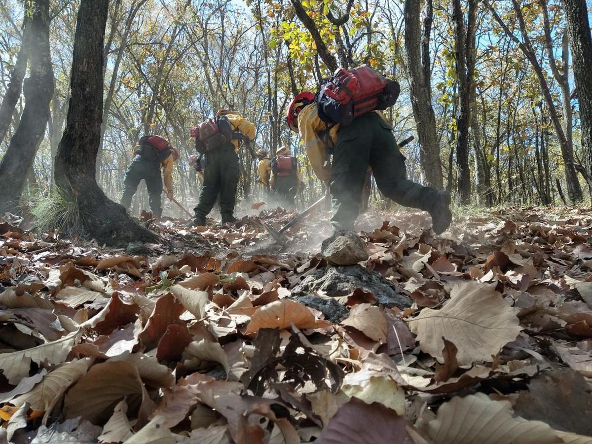 Brigadistas hacen trabajos preventivos ante temporada de incendios  (Especial)