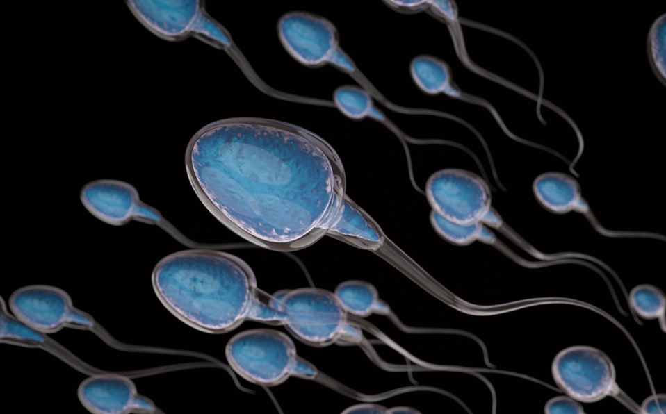 El conteo de espermatozoides se ha reducido casi un 60 porciento desde 1973 (Shutterstock).