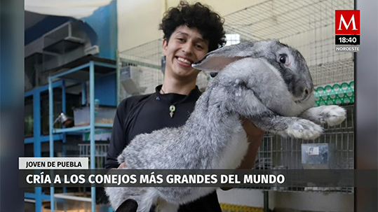 Joven de Puebla cría a los conejos más grandes del mundo
