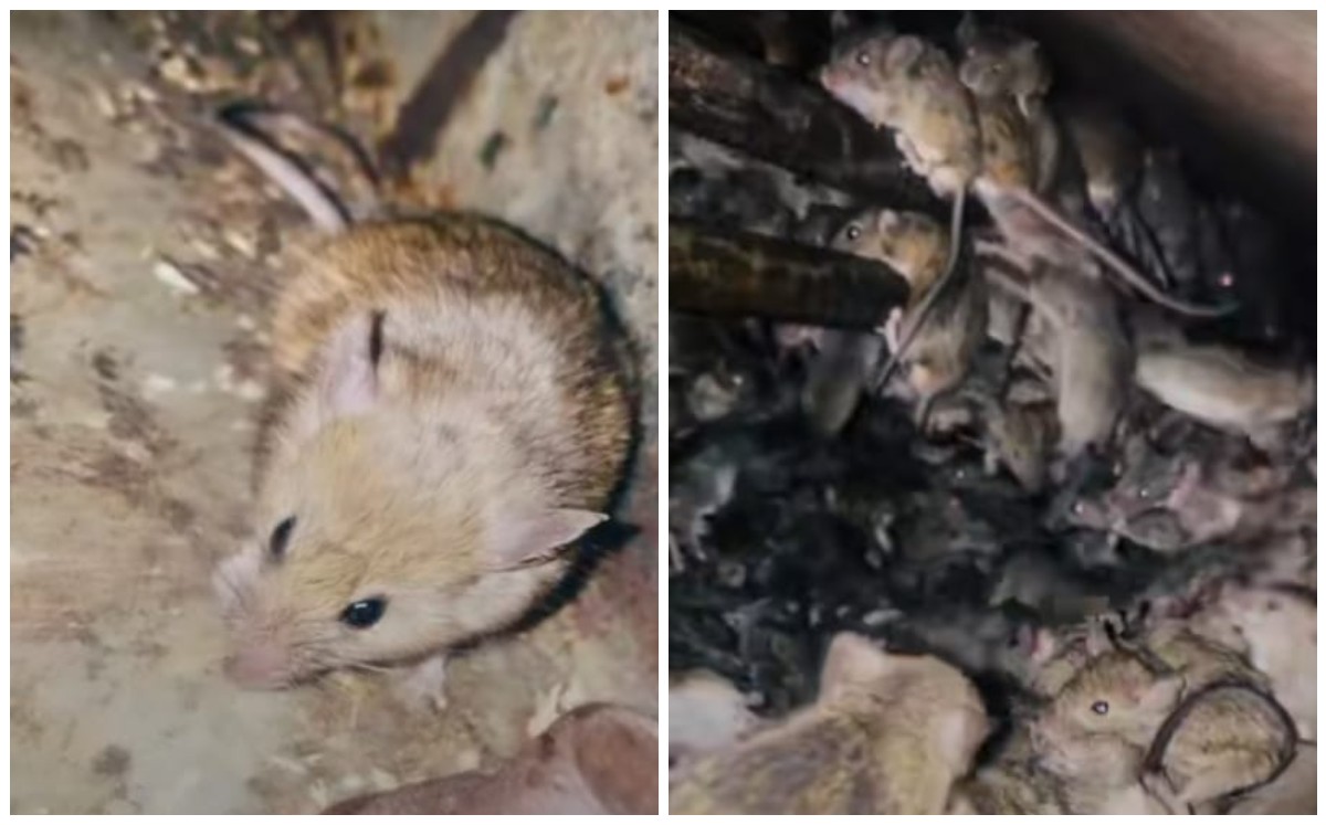 Plaga de ratones se hace viral (Captura)