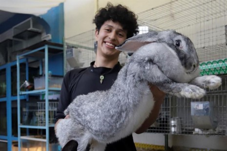 Los conejos  han sorprendido porque pesan entre 6 y 10 kilos.| EFE