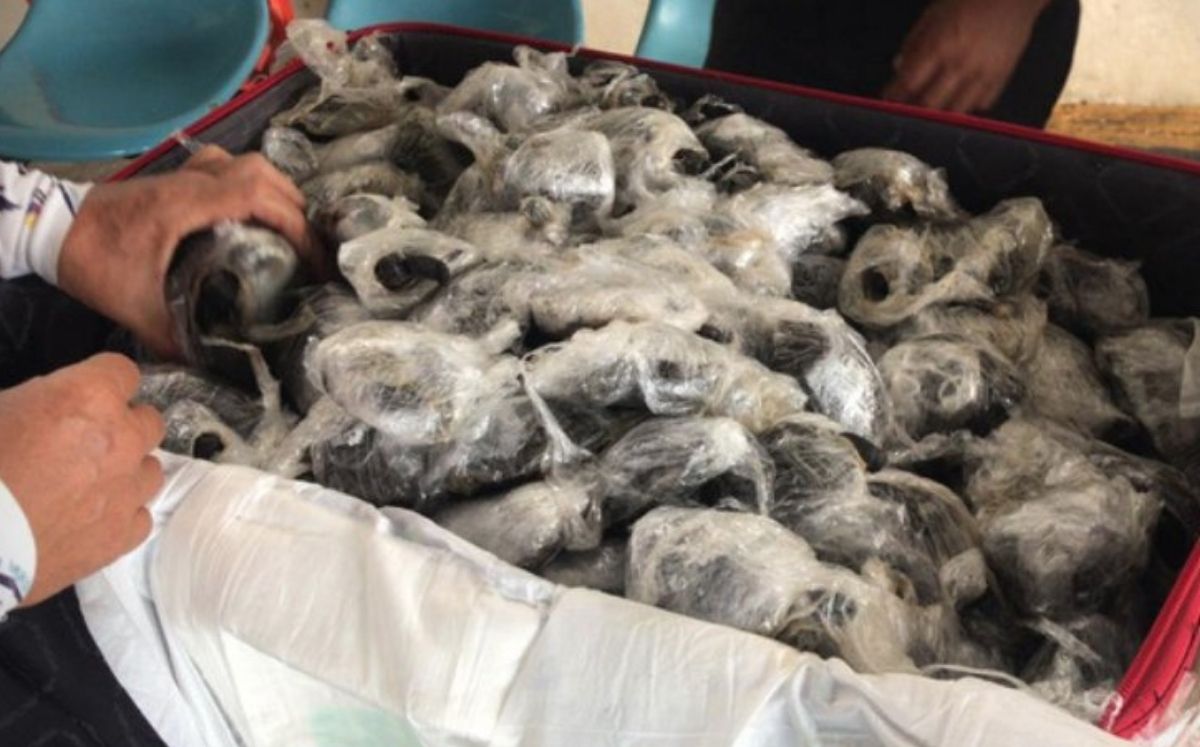 185 tortugas fueron encontradas en una maleta (Ecogal)