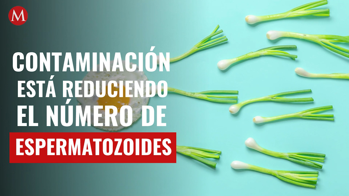 Pene y número de espermatozoides está reduciendo por la contaminación