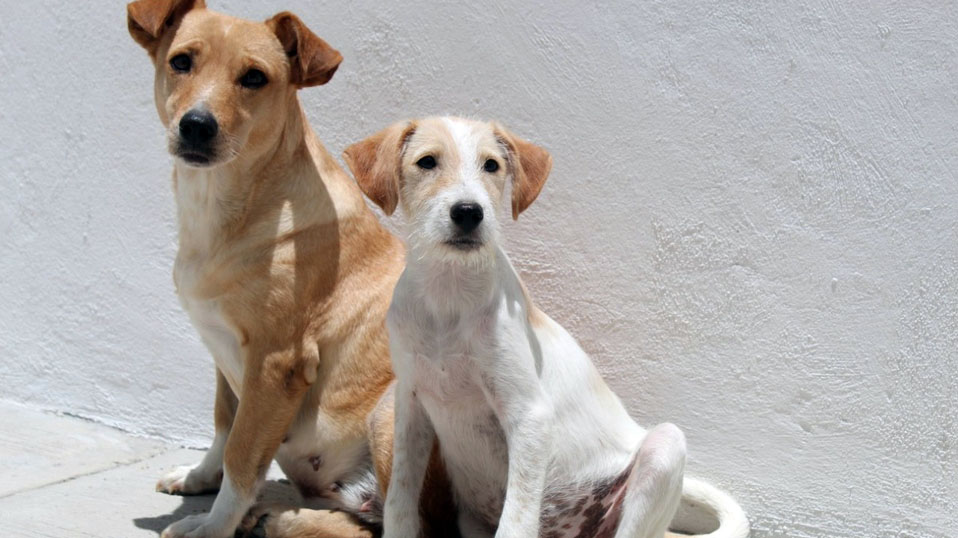 Ssa no traerá a México vacuna contra covid-19 para animales