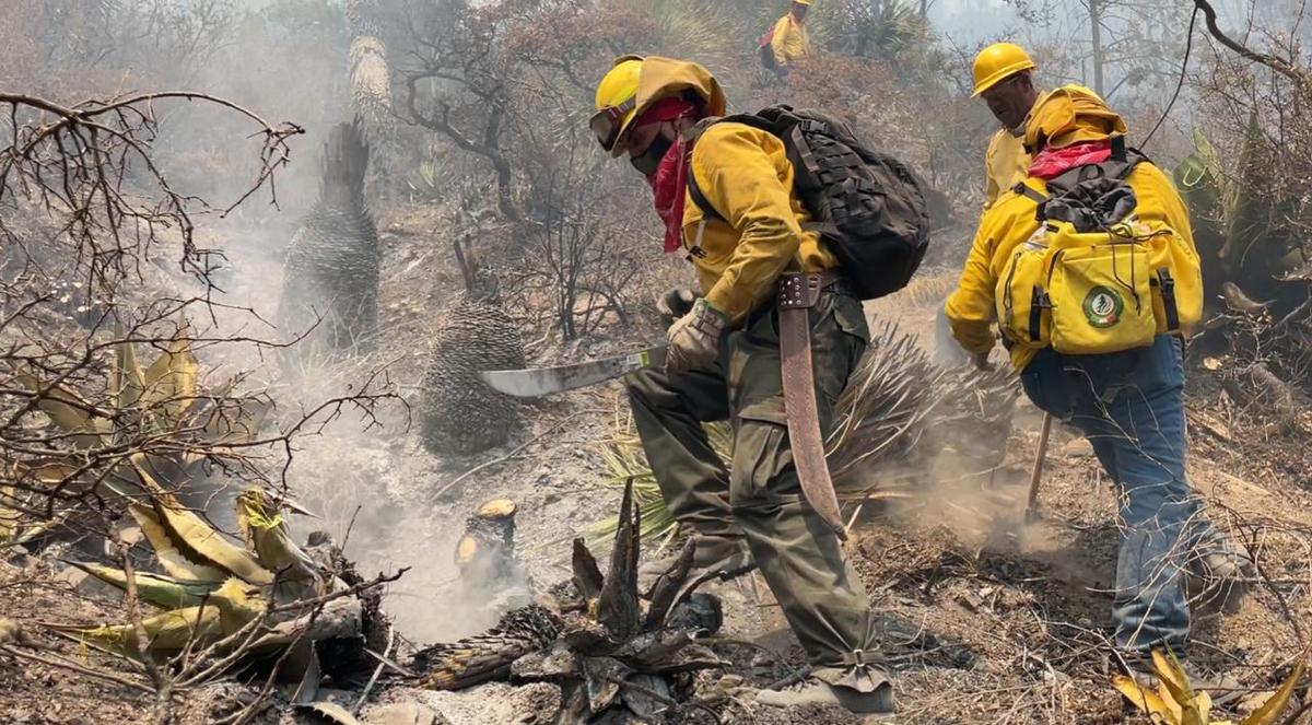 El total de brigadistas que trabajaron esta jornada en los dos frentes activos del incendio en “La Pinalosa” fue de 354. | Especial