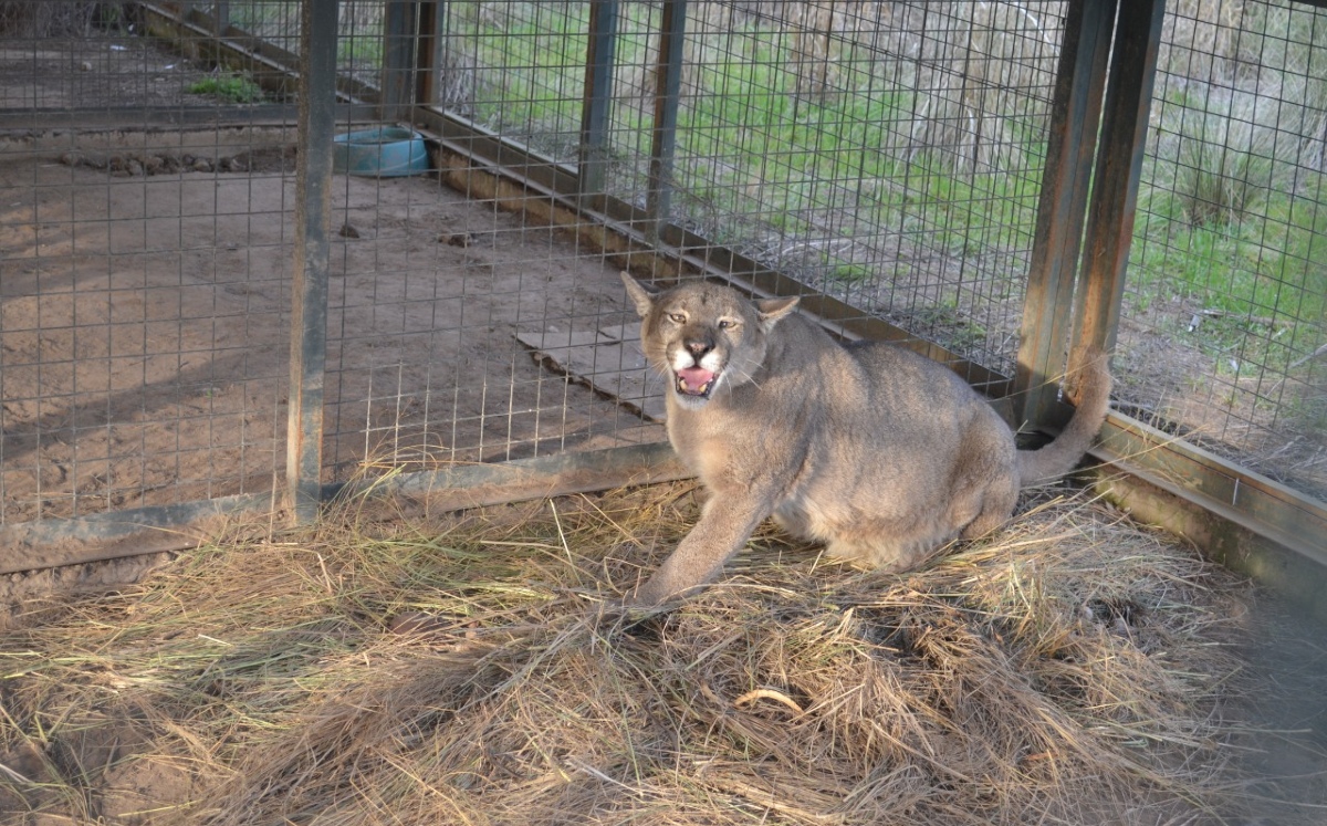 El puma tuvo que ser intervenido quirúrgicamente y se le tuvo que amputar una pata. (Gobierno de Argentina)