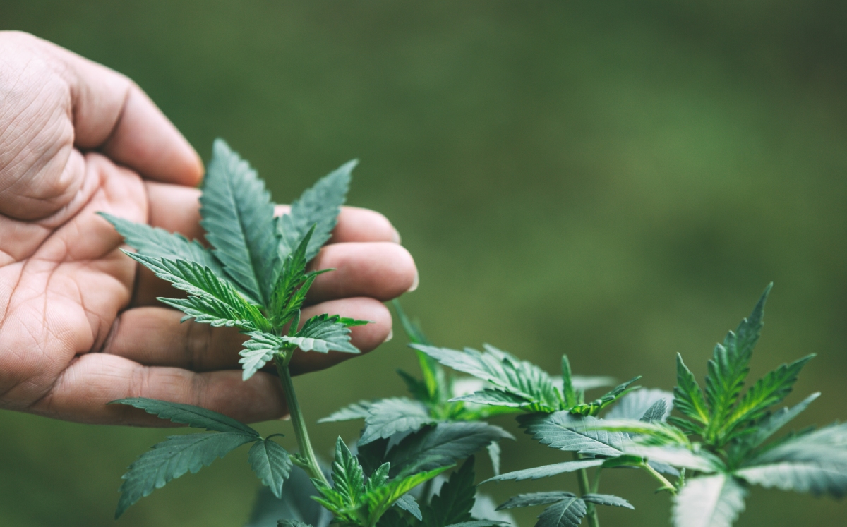 Será hasta el próximo fin de semana que se inicien las discusiones sobre el proyecto del cannabis. (Freepik)