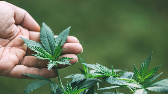 Senadores buscan acuerdo sobre cambios en regulación de cannabis
