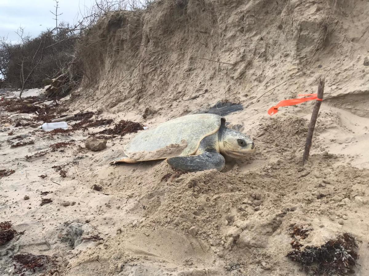 Campamento El Chachalaco listo para arribo de Tortugas Lora en Tampico Alto. (Elda Leticia Gutiérrez)