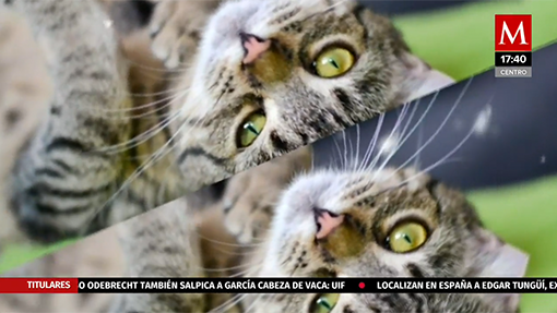 Dar Catnip a los gatos domésticos es seguro