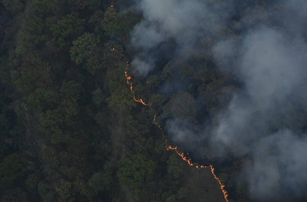 Bosque primavera, incendio. Semarnat