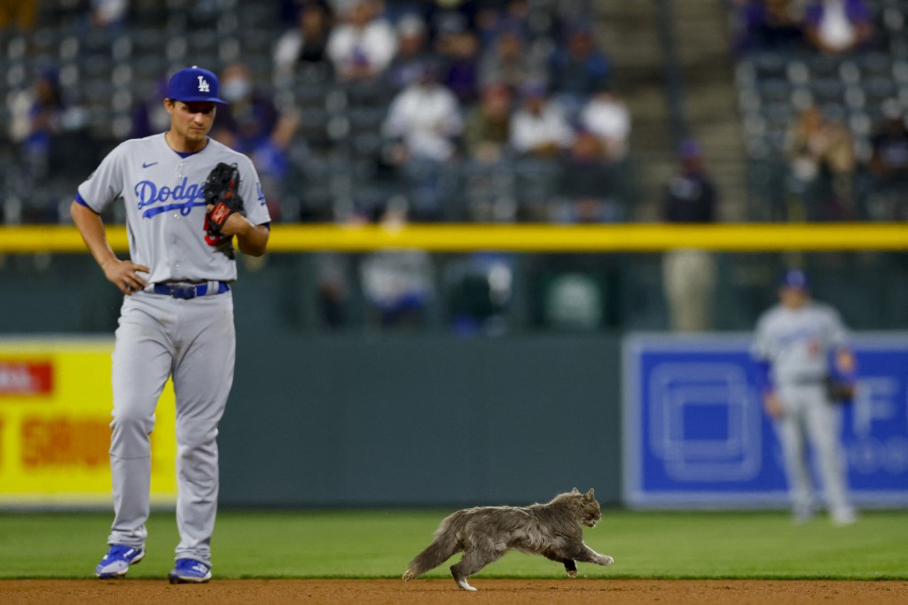 Gato invade juego de la MLB (AFP)