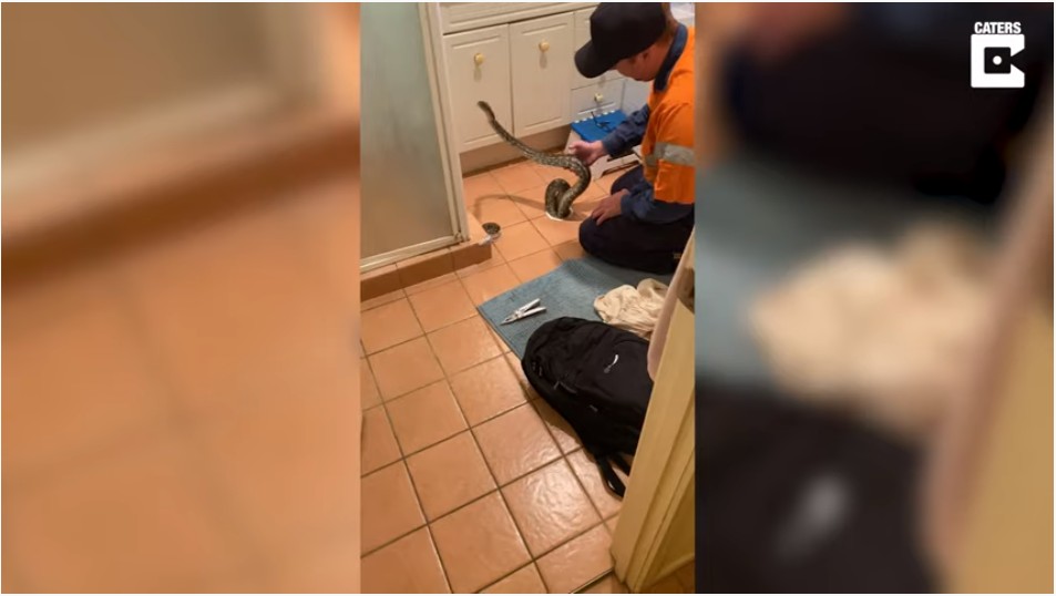Pitón atrapada en coladera de una casa