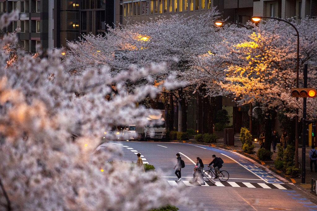 Los sakuras son las flores por excelencia de Japón, aunque se pueden hallar en varios países de Asia. (AP)