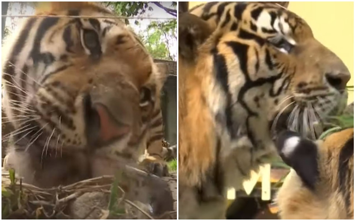 Tigres reciben paletas helada ante ola de calor en Tailandia (Captura).