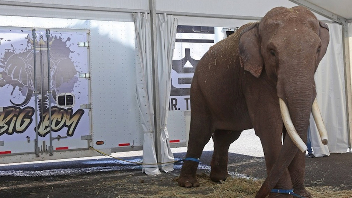 Rescatan a Big Boy, el elefante, tras una vida en un circo de Jalisco