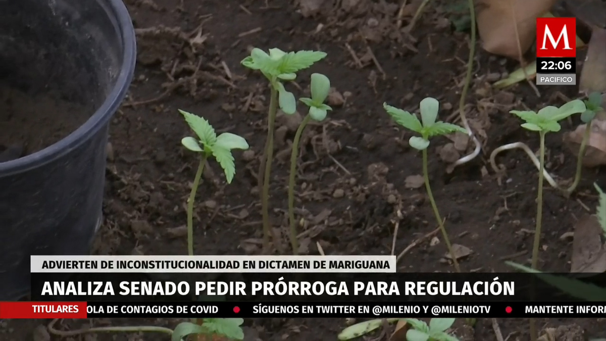 Senado analiza pedir a SCJN nueva prórroga para regulación de la mariguana