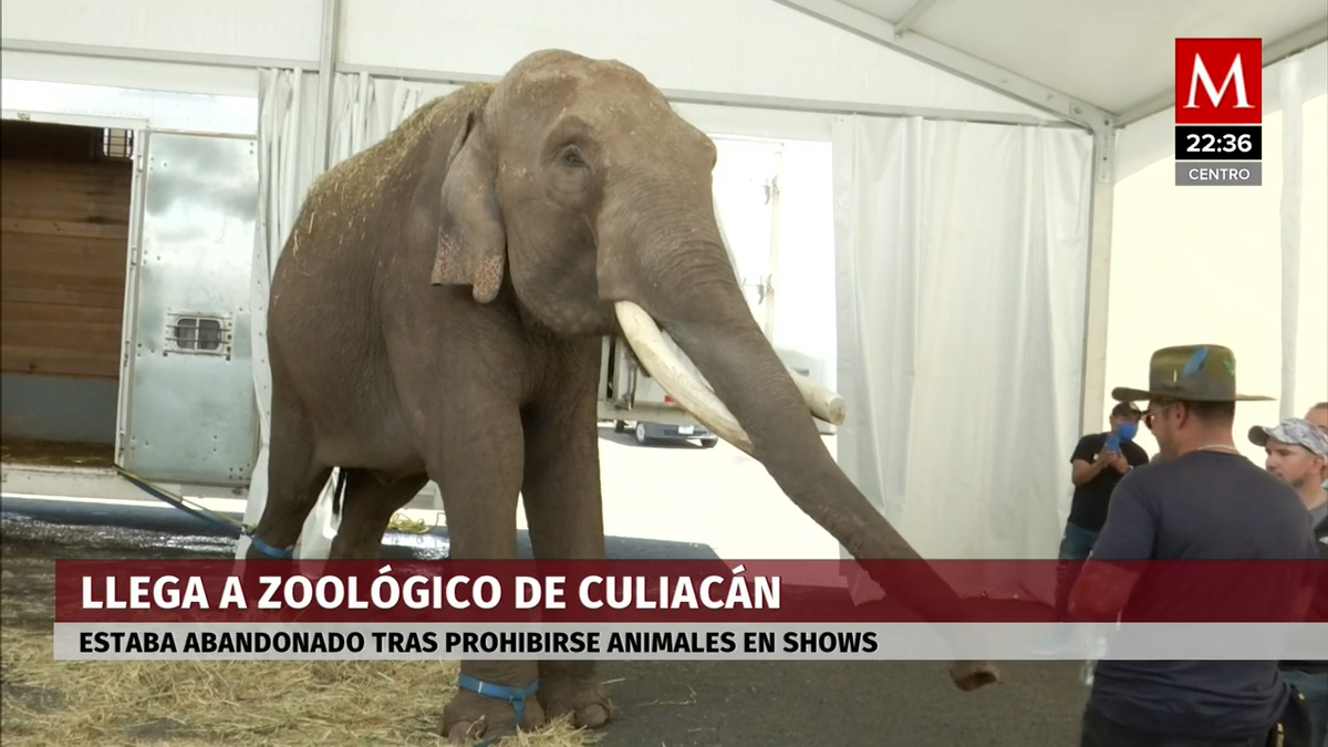 Elefante Big Boy fue trasladado al santuario de elefantes más grande del pais