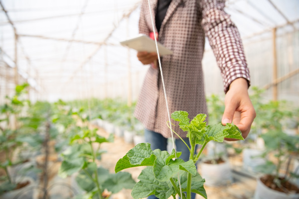 Uno de las perspectivas que pueden abarcar para el proyecto es el agrícola, así como urbano, social, económico y político. (freepik)