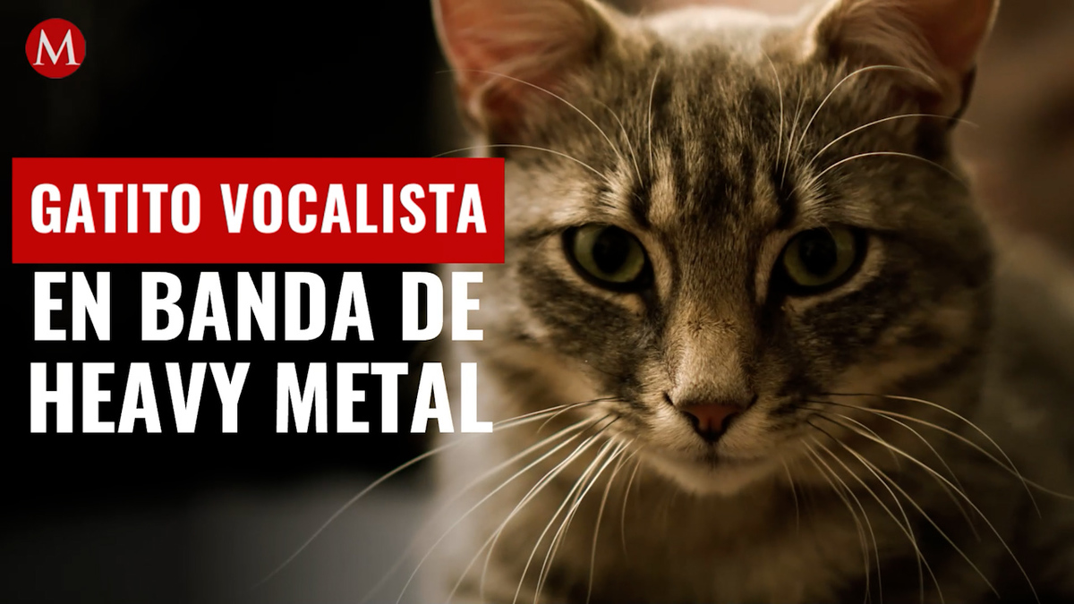 EU. Banda de heavy metal contrató a gatito como cantante