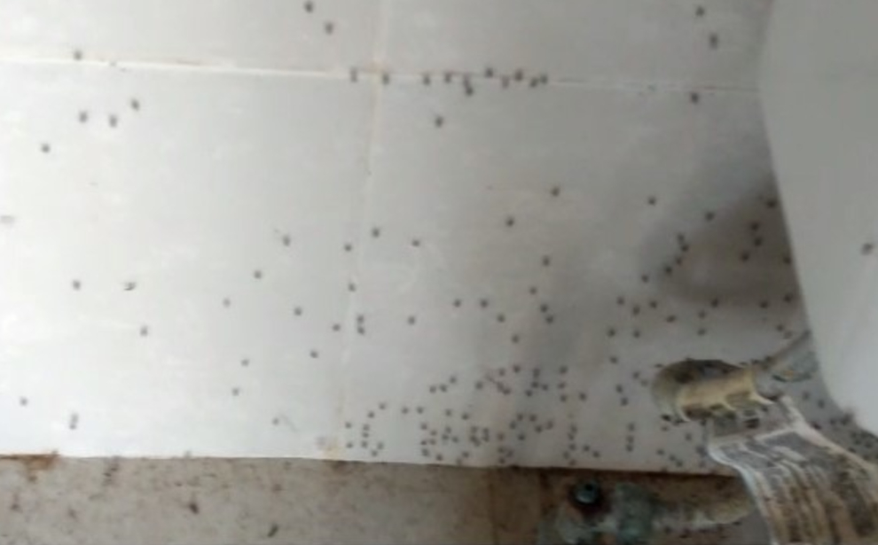 Plagas de mosquitos.